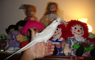 Vintage China and Pitchers, Dolls, Trolls,