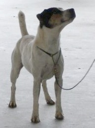 Ticketyboo Jem of Briarpatch